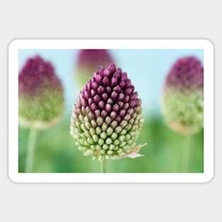 Allium sphaerocephalon   AGM  Round-headed garlic  Round-headed leek Sticker